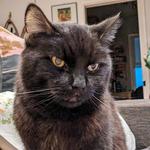 allthecatsthrift's profile picture