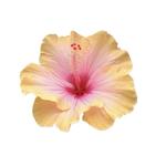 heavenmp's profile picture