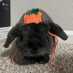 bushsbakedbeans's profile picture