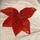 item listed by elizabethhoganj