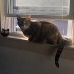 darkopal's profile picture