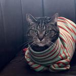 thecatcloset's profile picture