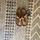 item listed by victoria_amez