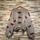 item listed by nashnest