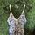 item listed by sidneywiles5