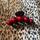item listed by frugalfem