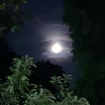 withaleatherjacket's profile picture