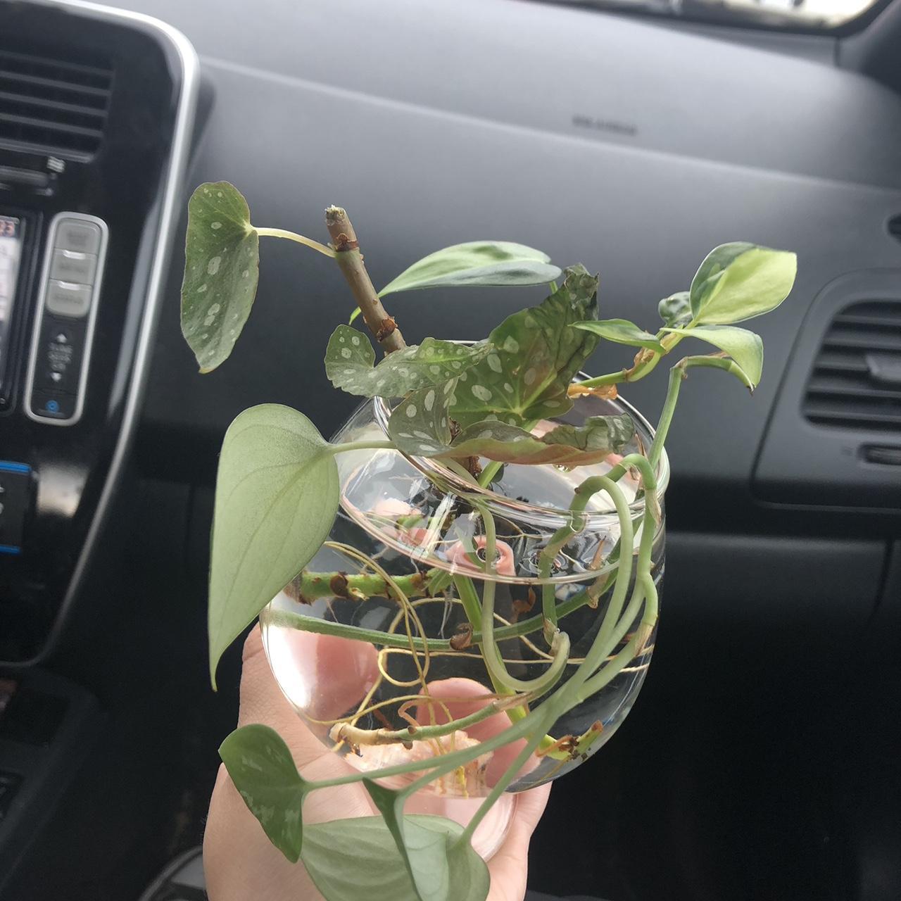 Plant cutting bouquets! I send you 45 rooted plant... Depop