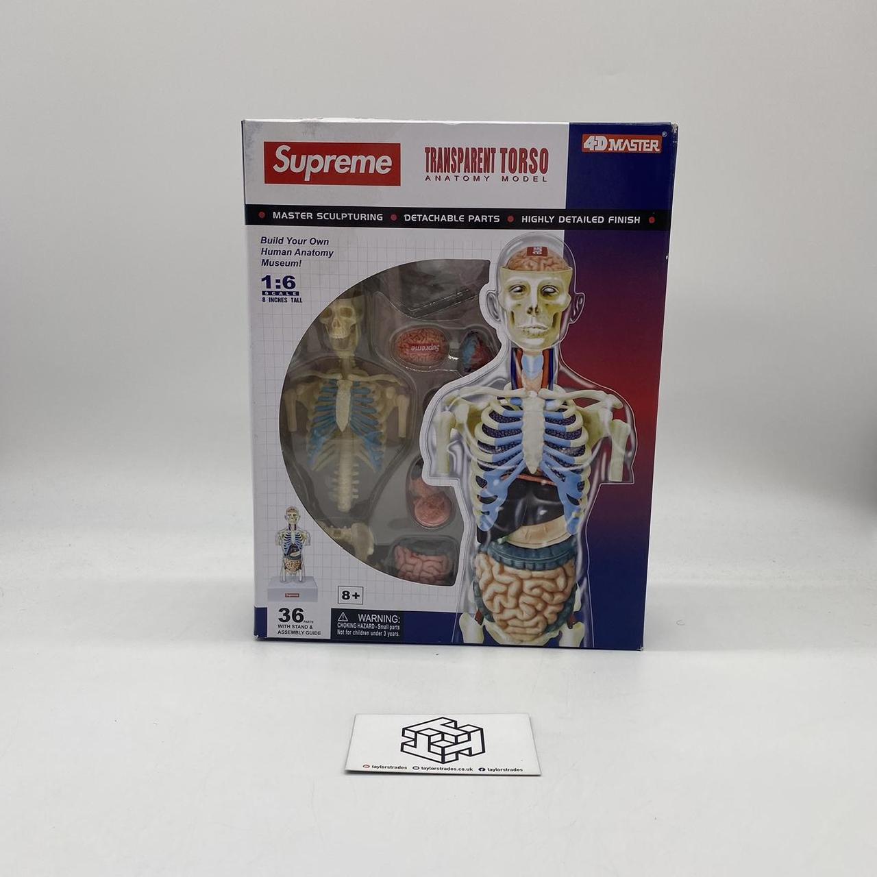 Supreme Male Anatomy Model 人体模型｜模型/プラモデル