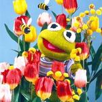 ckellyd's profile picture