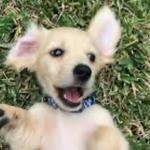 reubenmeyer's profile picture