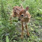 sillymilly24's profile picture