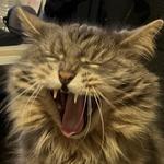 giada_j_wingate's profile picture