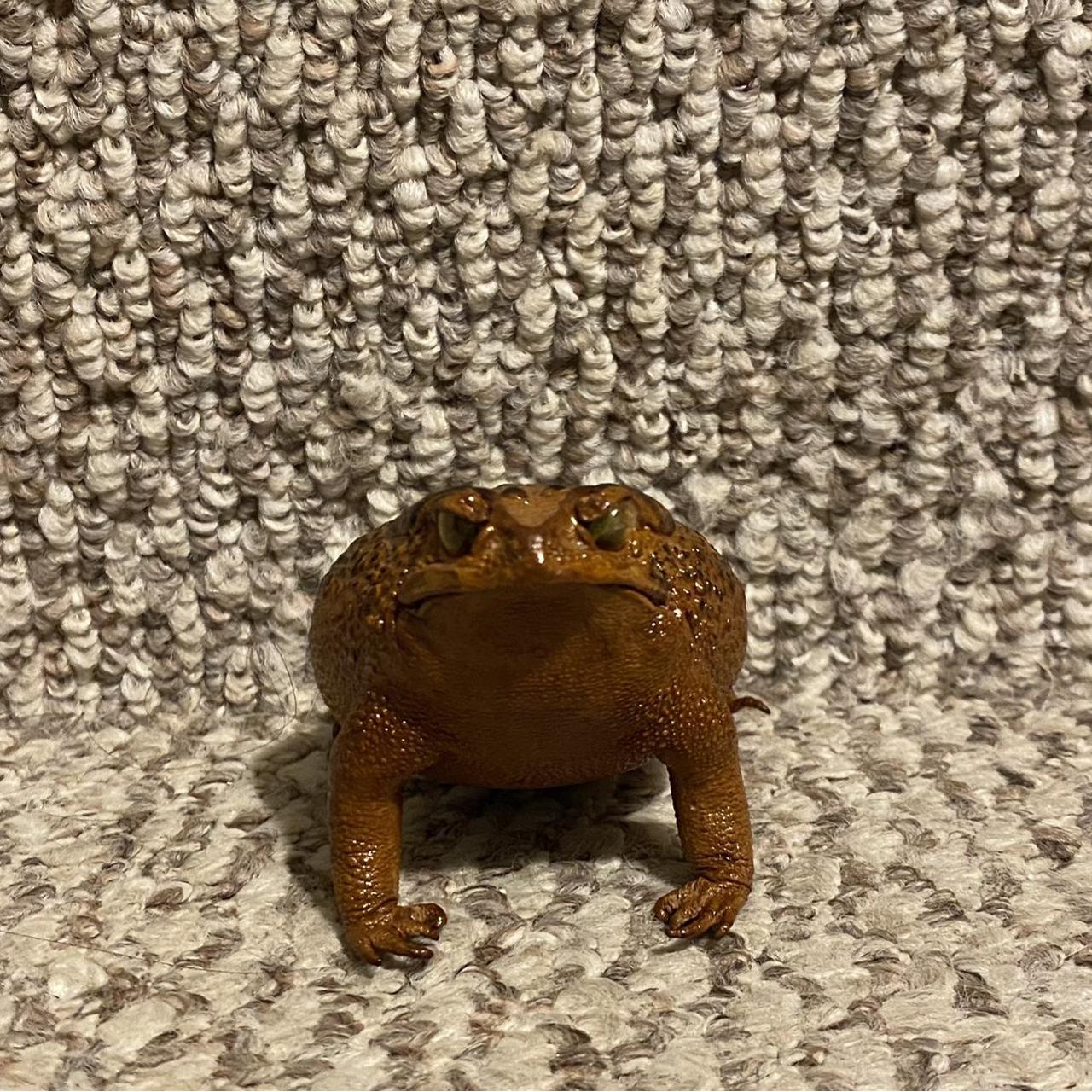 How cool is this taxidermy cane toad! #taxidermy&hellip; - Depop