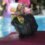 hailrustay's profile picture