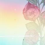 whimv's profile picture