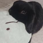 theblackrabbit's profile picture
