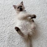 mamagotgun's profile picture