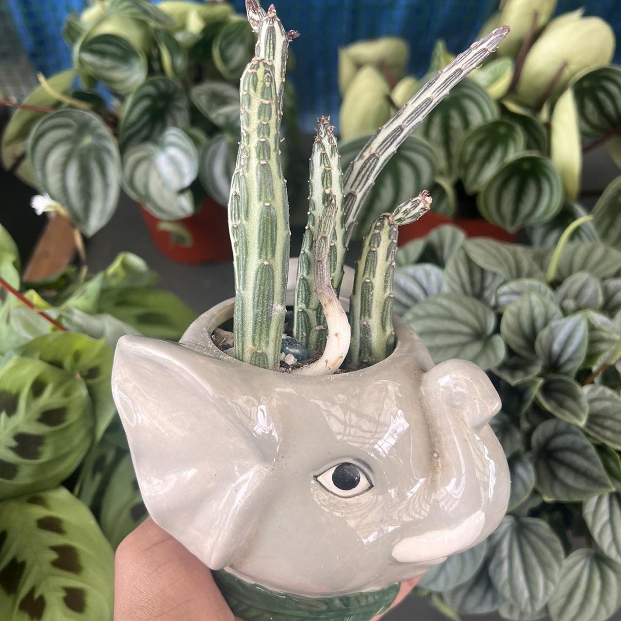 Elephant planter with Pickle plant LIVE PLANT... Depop