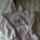 item listed by elisabethflynn