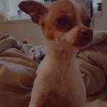 ayendejose942's profile picture