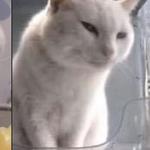 thriftj0i's profile picture