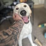 steelygraham's profile picture