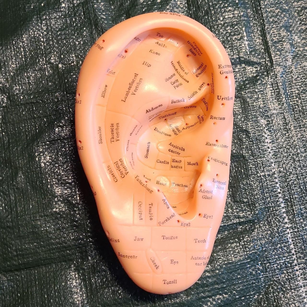 Acupunture ear model in english. - Depop