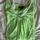 item listed by pazzion4fazion
