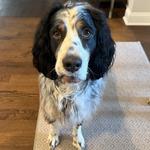 howthecookiecrumbles's profile picture