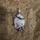 item listed by ariirava