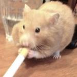 pacificpuppy's profile picture