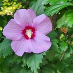 canalisland's profile picture