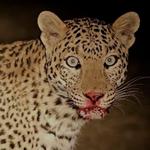 cheetahkat's profile picture