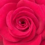 _pinkven0m's profile picture
