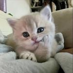 cl0wi3's profile picture