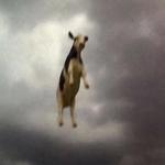 dustytroll's profile picture