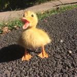 llittlemisssunshine's profile picture