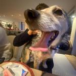 ditab's profile picture