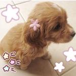 dxnio's profile picture