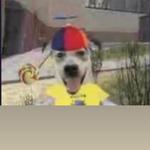 lucaspani's profile picture