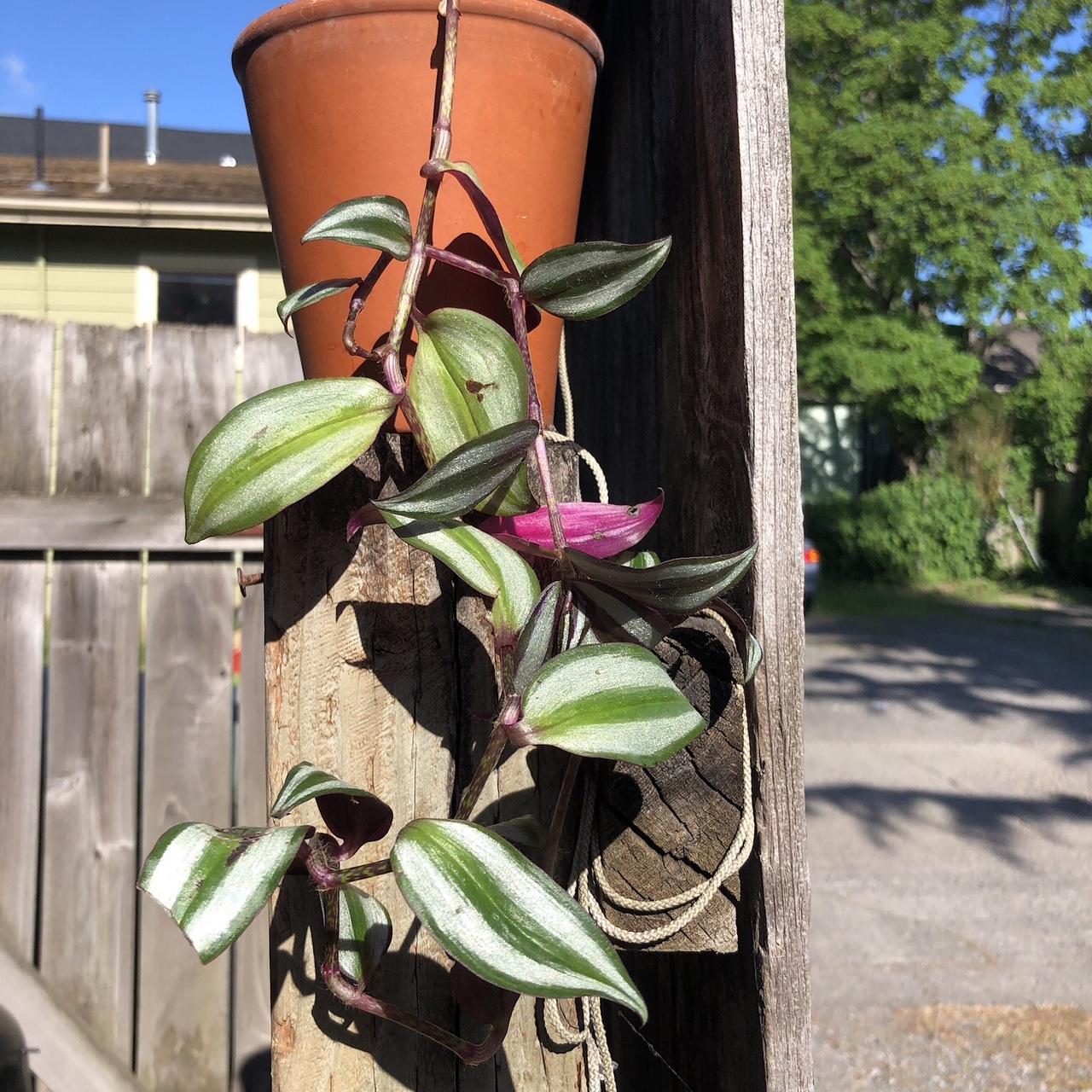 Zebrina House Plant Fast growing, healthy plant... Depop