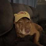 thrifty_beaver's profile picture