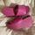item listed by pswithlovee