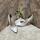 item listed by shopkiger