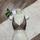 item listed by shopkiger