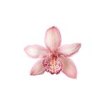 kristahyattshop's profile picture