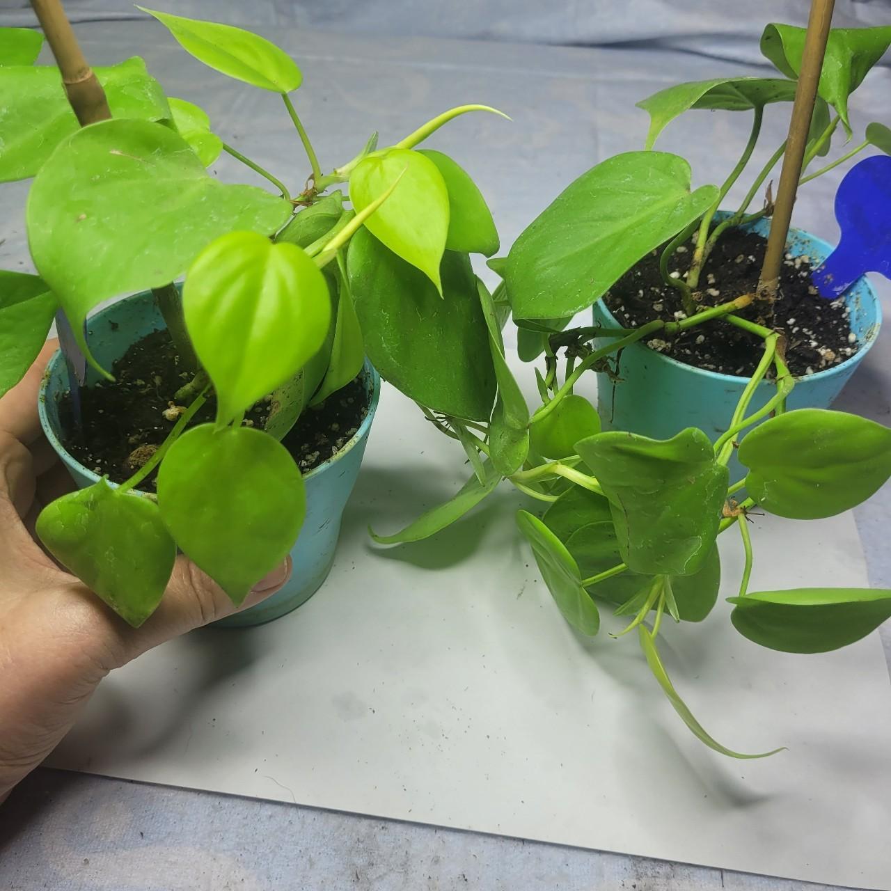 Live plant philodendron lemon lime healthy plant... Depop