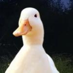 bussy_queef11's profile picture
