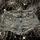 item listed by arachnid_archives